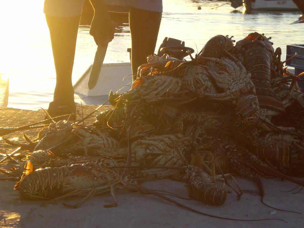 Spiny Lobster Fishery